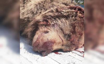Правоохранители возбудили уголовное дело по факту убийства бурого медведя в Кашкадарье