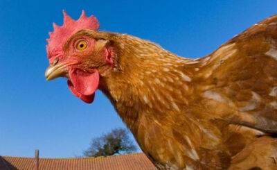 Риск птичьего гриппа снижается: в Англии разрешают держать домашних птиц на улице