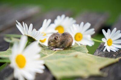 Что посадить на огороде, чтобы пропали мыши - apostrophe.ua - Украина