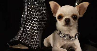 Самый крохотный пес в мире. Чихуахуа ростом в 9 см отобрала титул рекордсменки у своей тети (фото)