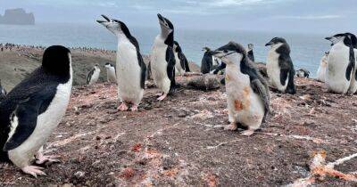 Нечто "высасывает" из океана железо: ученые считают, что во всем виноваты антарктические пингвины