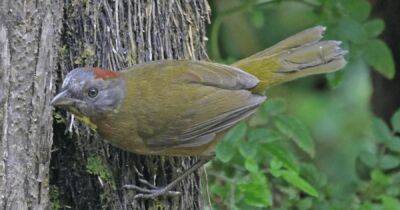 Злая шутка природы. На Земле найден новый вид птиц, распыляющих мощный нейротоксин - focus.ua - Украина - Гвинея