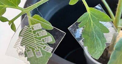 Умное сельское хозяйство. Специальные чипы помогут ученым мониторить здоровье растений