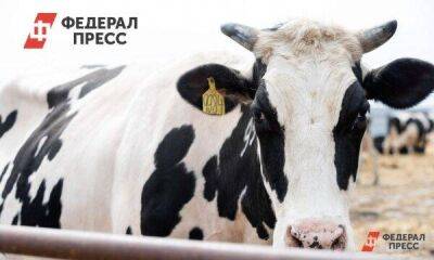 Коровы-рекордсменки на тюменских фермах дают свыше 12 тонн молока в год