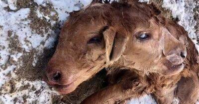 Две головы, четыре ножки. На ранчо в США родился теленок с чрезвычайно редкой мутацией
