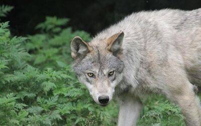 В Гессене продолжает расти популяция волков