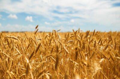Словакия запретила переработку и продажу украинского зерна из-за наличия там пестицидов