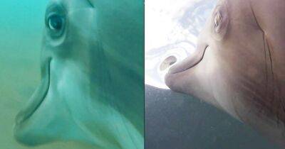 ВМС США установили камеры на дельфинов и выпустили их в открытое море: вот что из этого получилось (видео)