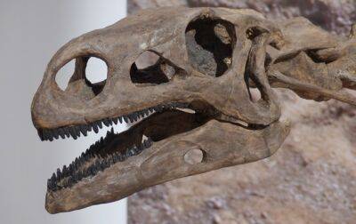 Археологи обнаружили череп динозавра возрастом почти 100 млн лет