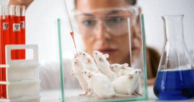 Мыши больше не нужны: ученые готовятся заменить подопытных животных на органоиды - focus.ua - Украина - шт. Джорджия