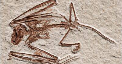 Найдены останки самой древней в мире летучей мыши: историю всего вида пришлось переписать - focus.ua - Украина - штат Вайоминг - Находка