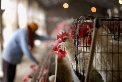 ВОЗ: Китай сообщил о первой смерти человека от птичьего гриппа