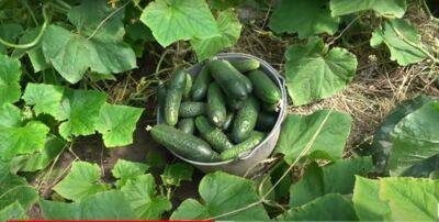 Огурцы дадут невероятный урожай: чем подкормить для удачного роста