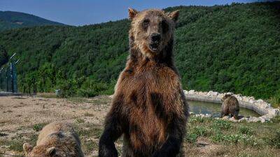 Убивать или не убивать: в Италии решают судьбу медведей после убийства человека