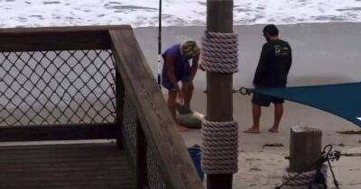 В США мужчину арестовали за жестокое избиение редкой акулы: преступление попало на камеру - focus.ua - США - Украина - шт.Флорида - шт. Индиана