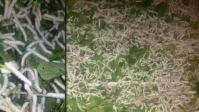 Работников госучреждений Байрамалийского этрапа обязали выращивать личинок тутового шелкопряда