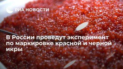 В России проведут эксперимент по маркировке красной и черной икры с 15 апреля