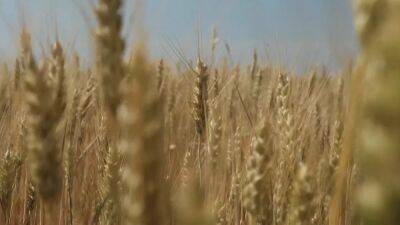 Польша и Венгрия запретили импорт украинского зерна