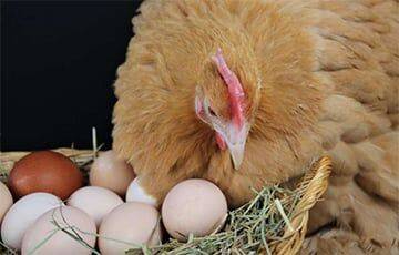 Что появилось раньше: курица или яйцо — ученые наконец-то узнали ответ