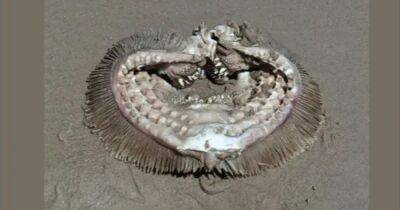 "Снится в кошмарах": эксперты опознали зубастое существо, замеченное на пляже в Техасе