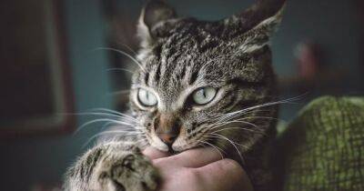 Скрытая опасность. 5 болезней, которыми можно заразиться от кошек