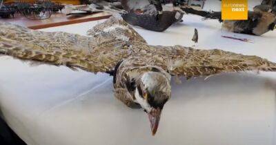 Ученые маскируют дроны при помощи мертвых птиц: зачем им это понадобилось (видео)
