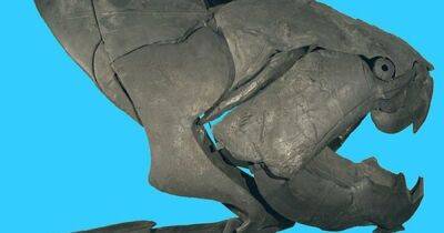 Древний подводный кошмар: ученые определили настоящие размеры "огромного плавающего рта"