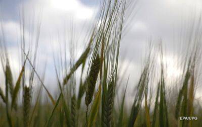 Удар в спину. Соседи блокируют зерно из Украины