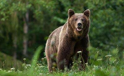 В Баварии обнаружены следы бурого медведя