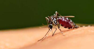 Слюна комаров может подавлять иммунную систему человека, - ученые