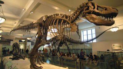 В Швейцарии на торги выставлен полный скелет самого известного динозавра Tirannosaurus Rex