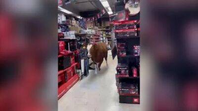 Корова зашла в магазин возле Ашдода и устроила разнос