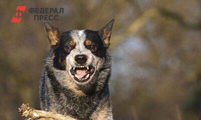 Мэрия Усть-Илимска заплатит компенсацию покусанному собакой школьнику