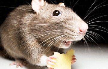 Найден ответ на вопрос, действительно ли мыши любят сыр