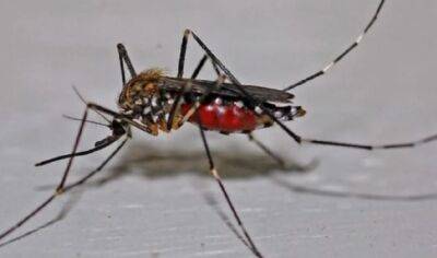 На Лазурном берегу туристка заразилась смертельным вирусом в результате укуса комара