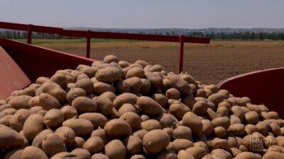 Как Узбекистан намерен решать проблему нехватки собственного картофеля. Главное