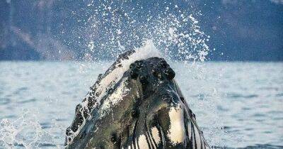 Голодный горбатый кит едва не проглотил подводного фотографа во время съемок (фото, видео)