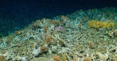 Тайное место. У Галапагосских островов обнаружили "нетронутый" глубоководный коралловый риф (видео)