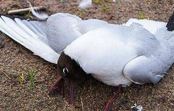 В Могилеве массово умирают чайки