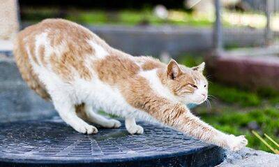 В Вальдорфе не разрешается выпускать кошек на улицу в течение пяти месяцев