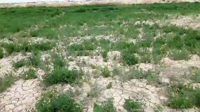 Туркменские ученые-аграрии открыли пользу навоза и компоста для повышения плодородия почвы