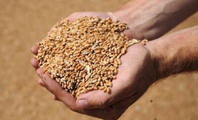 ЕС готовит чрезвычайные ограничения на импорт зерна из Украины в четыре страны — Financial Times
