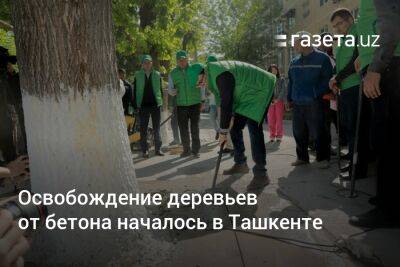 Освобождение деревьев от бетона началось в Ташкенте