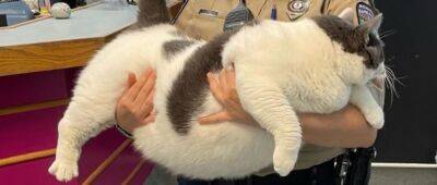 Вирджиния - Мурчащий "кабасик": толстий кот весом почти 20 килограмм заставляет отвисать челюсти, его выносили две женщины - akcenty.com.ua - США - Украина - Австралия