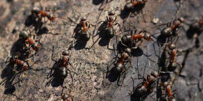 На дерево ни ногой. Не применяйте химию против муравьев — пять экологических способов избавиться от насекомых - nv.ua - Украина