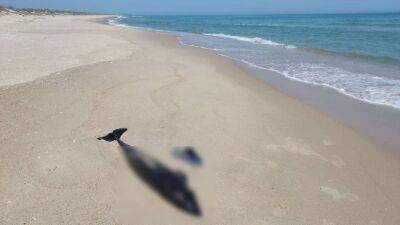 В Одесской области из-за войны массово гибнут дельфины