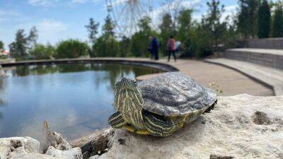 20 черепах выпущены в пруд в ЦПКиО Волгограда после зимовки