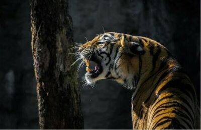 Тигр-людоед держит в страхе деревни в Индии. Введен комендантский час