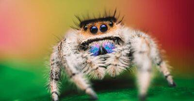 Голодные и прыгучие: ученые открыли связь между голодом и потерей зрения благодаря паукам-прыгунам