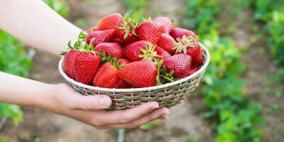 Вкусно и полезно. Благоприятные дни для посадки клубники в 2023 году и советы по выращиванию ягоды в открытом грунте